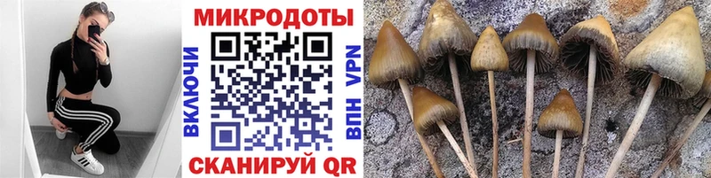 Псилоцибиновые грибы Psilocybe  Холмск 